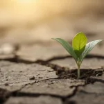 silent growth battles